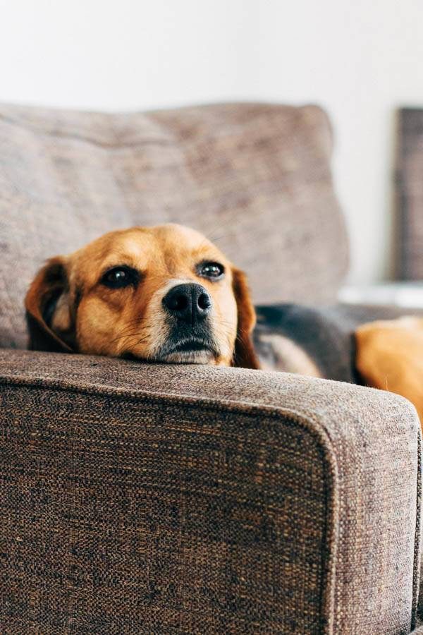 Dog laying on a bed in a kitchen.