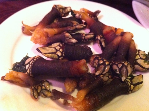 Gooseneck barnacles at Barrica
