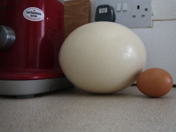 ostrich-egg-size-comparison-hen's-egg ostrich-egg-size-comparison-chicken-egg