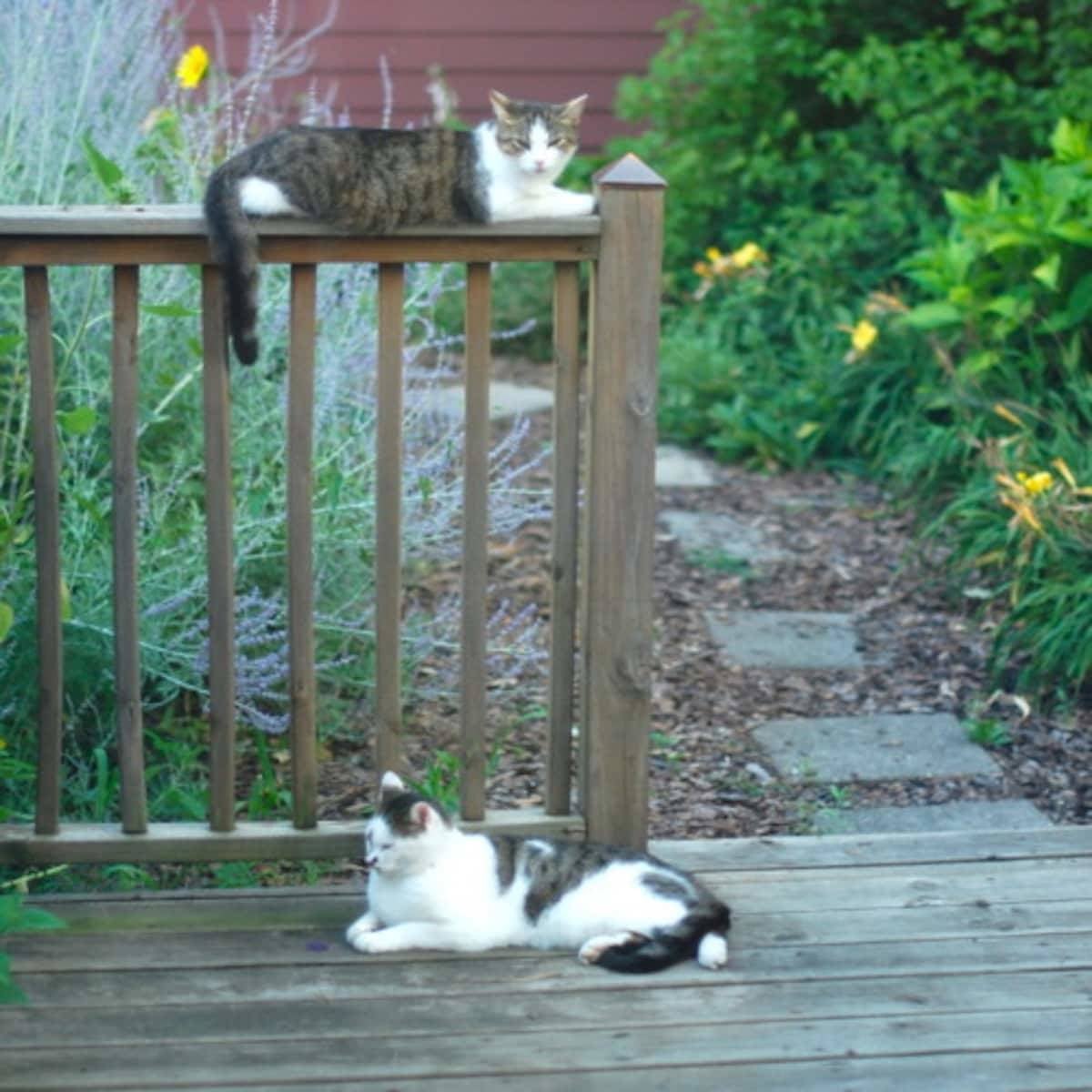 Two cats resting near a fence post.