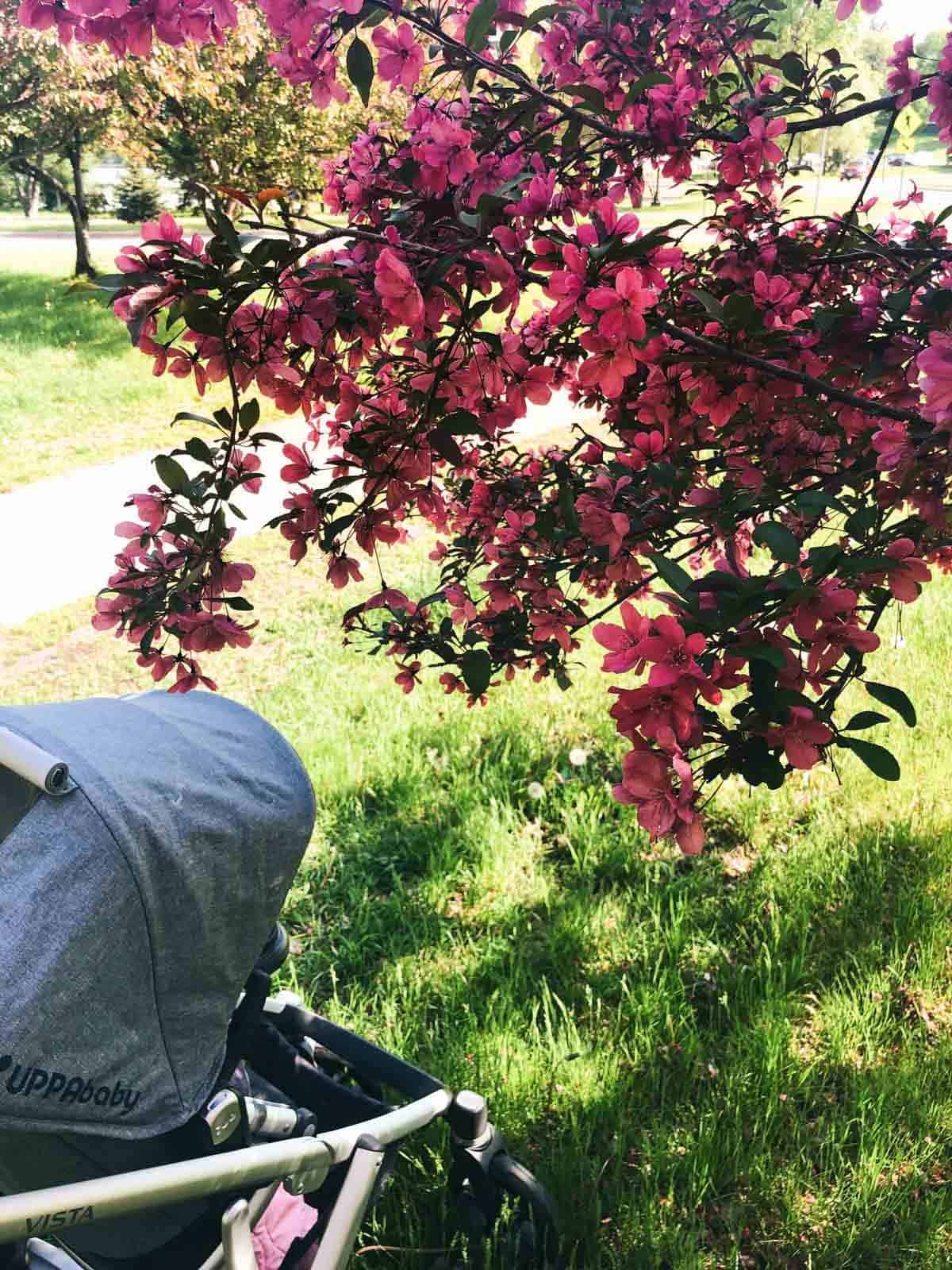 Stroller under a blooming tree in a sunny park.