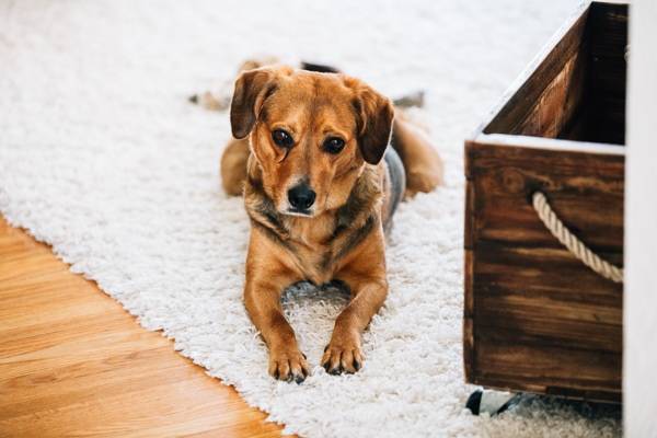 Dog laying on a white carpet.