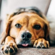 Sage laying on the couch.