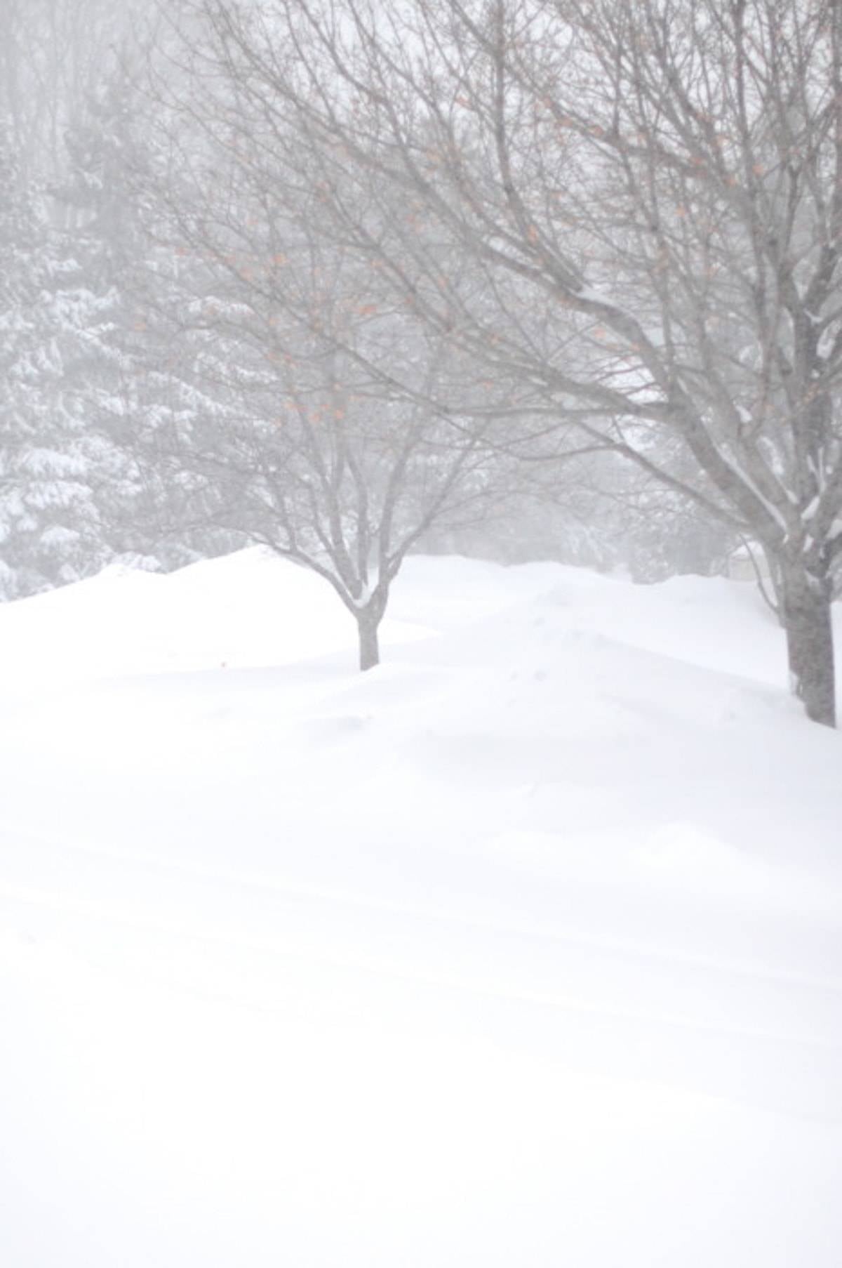 Minnesota Snow on the ground and covering the trees.